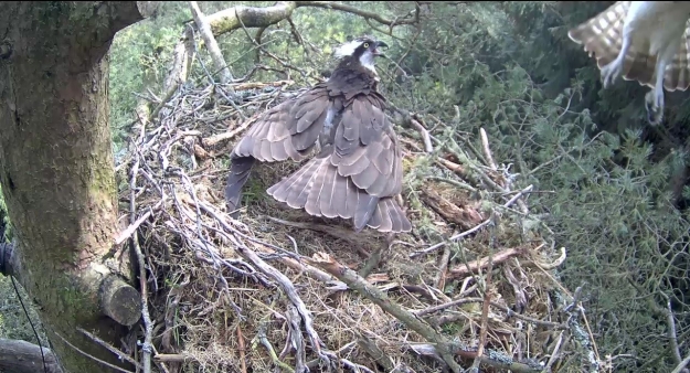 An osprey standing in its nest