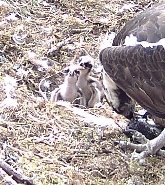 Two small osprey chicks