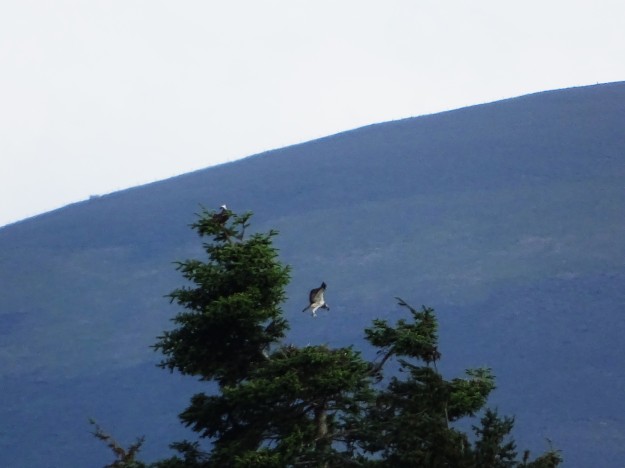 An osprey flies above a tree