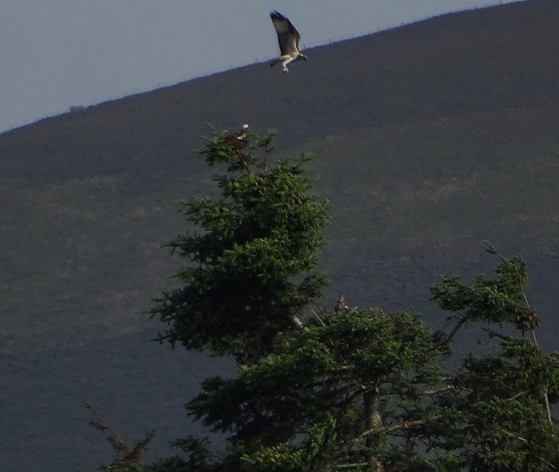 An osprey flies above a tree