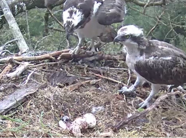Two adult ospreys watch a chick hatch