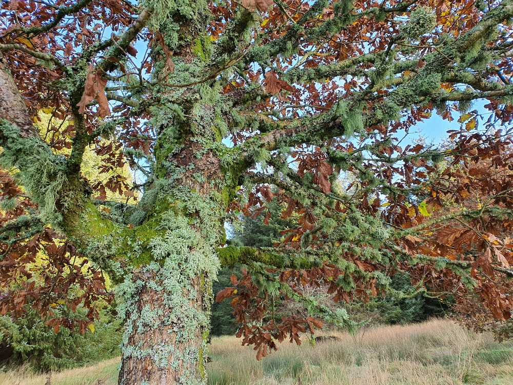 An oak tree covered in lichen in a meadow