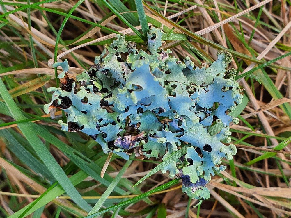 Blue lichen sitting in the grass
