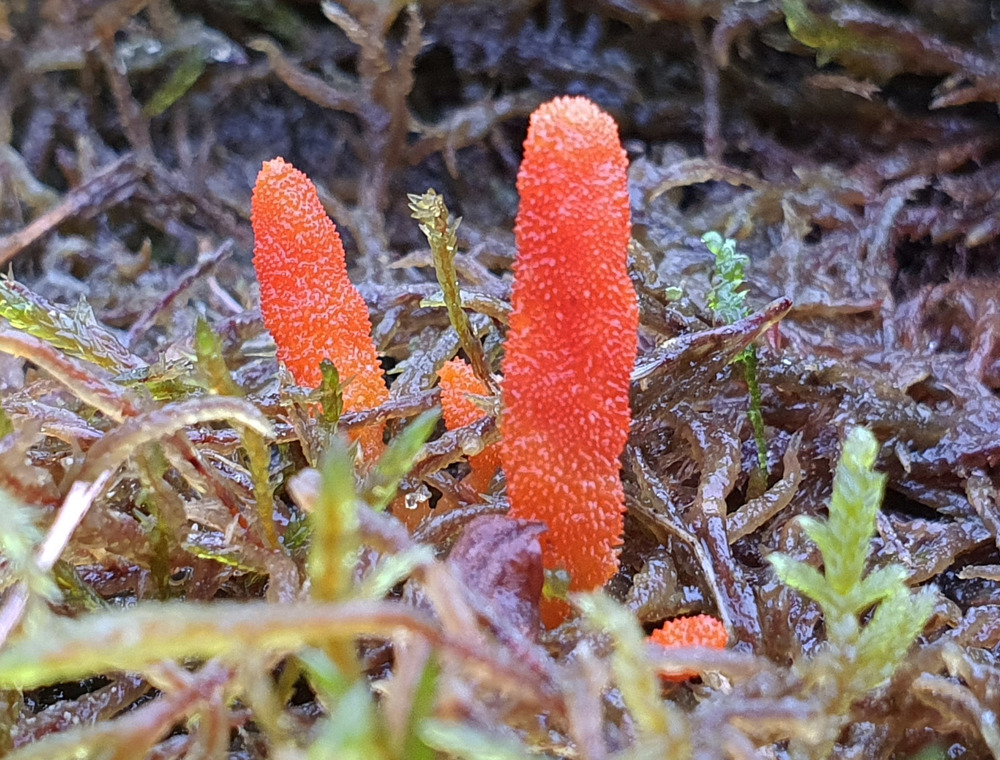 Coral lichen coming out of a bed of moss on a rock