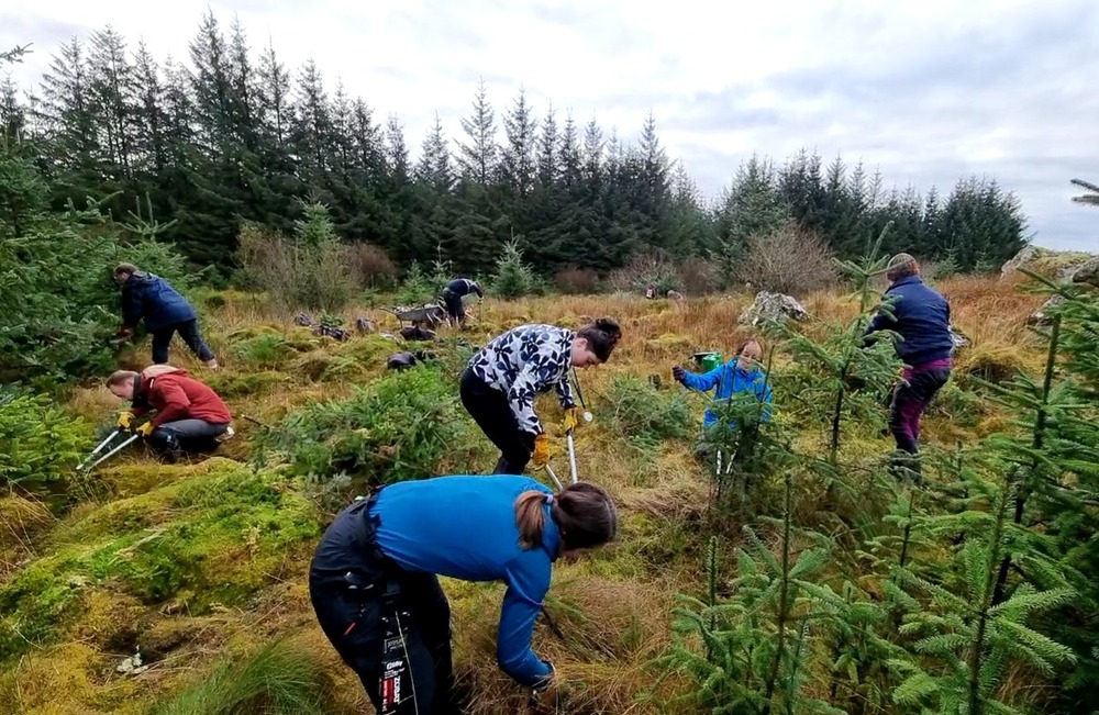 A group of people clearing small spruce trees from a field 