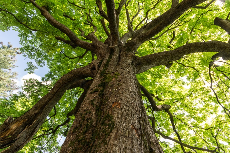 View up trunk of large broadleaf tree with green leaves above