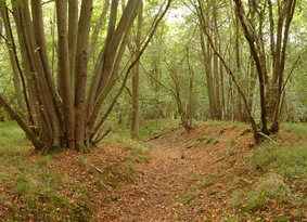 Coppiced woodland