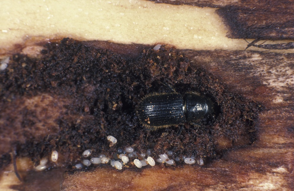 Here's How Bark Beetles and Other Insects Harm Trees - One Tree