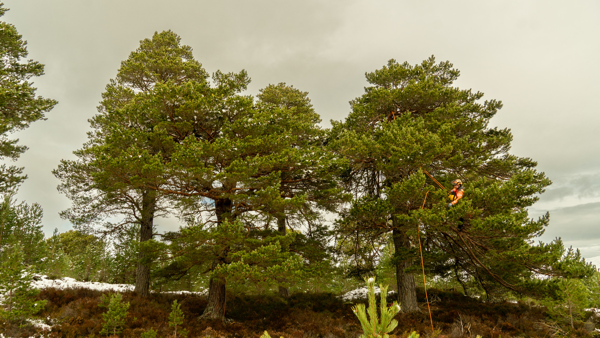 Scots pine collecting 3