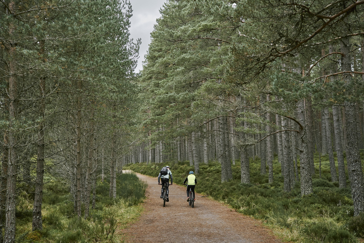Two people cycling through woodland