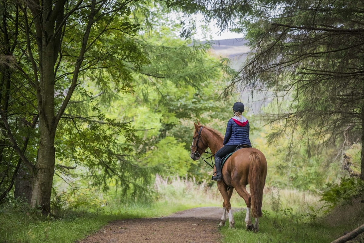 Person riding horse through woodland