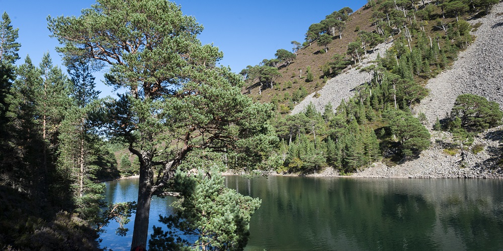 Image of Lochan Uaine in Glenmore Forest Park