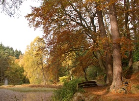 Autumnal trees over loch