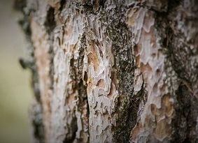 Close up of light coloured tree bark