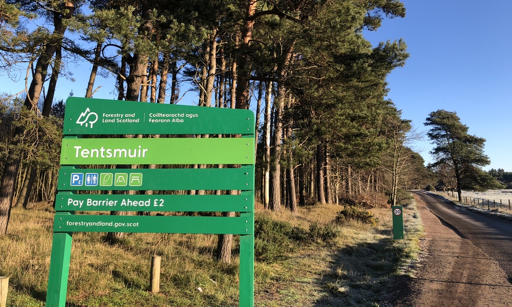 Green forest sign with scots pine and a road behind it