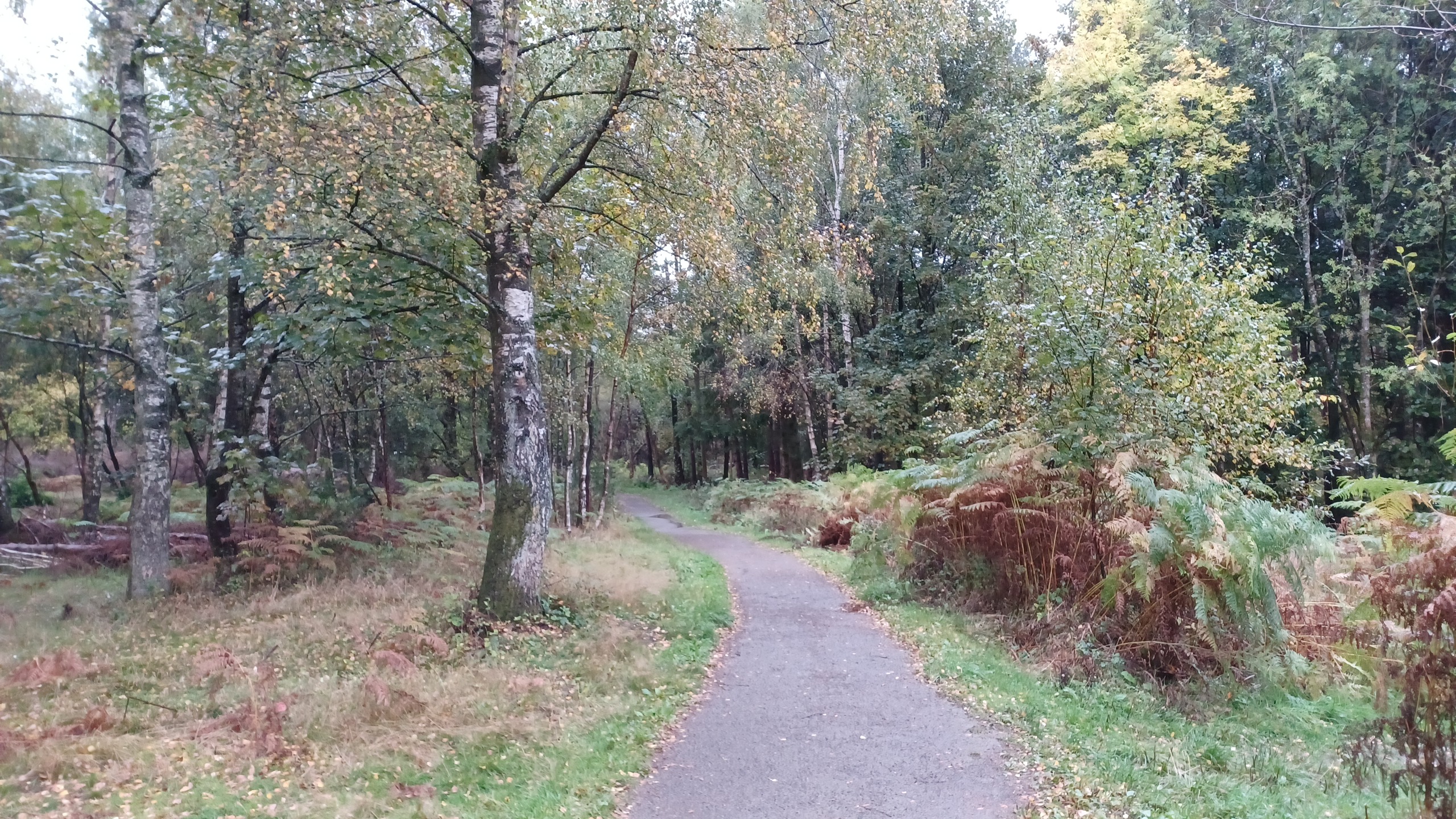 photo of woodland and walking path at Gartmorn