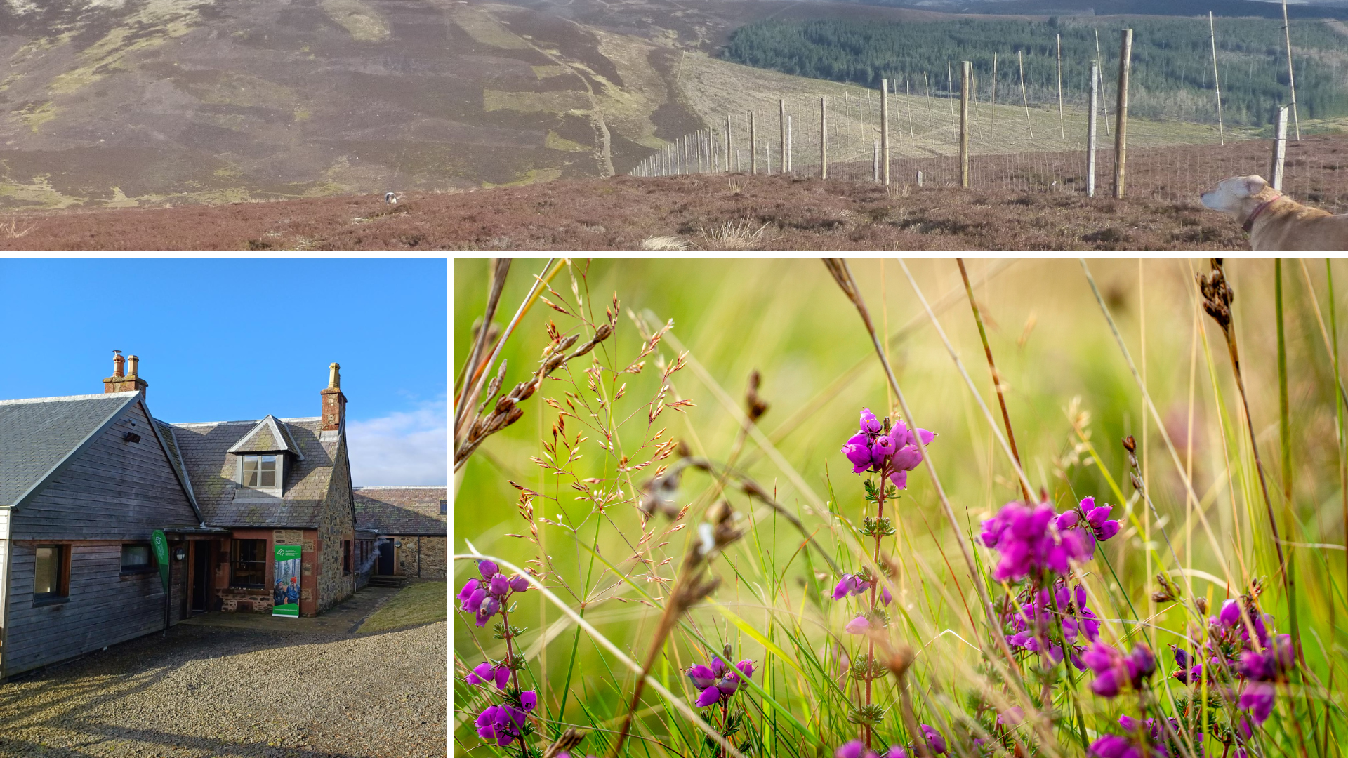 A collage of three images. Top: fencing on a hillside with a dog in the distance. Bottom left: a building with Forestry and Land Scotland branded signposting by the door. Bottom right: close up of long grass and purple flowers.