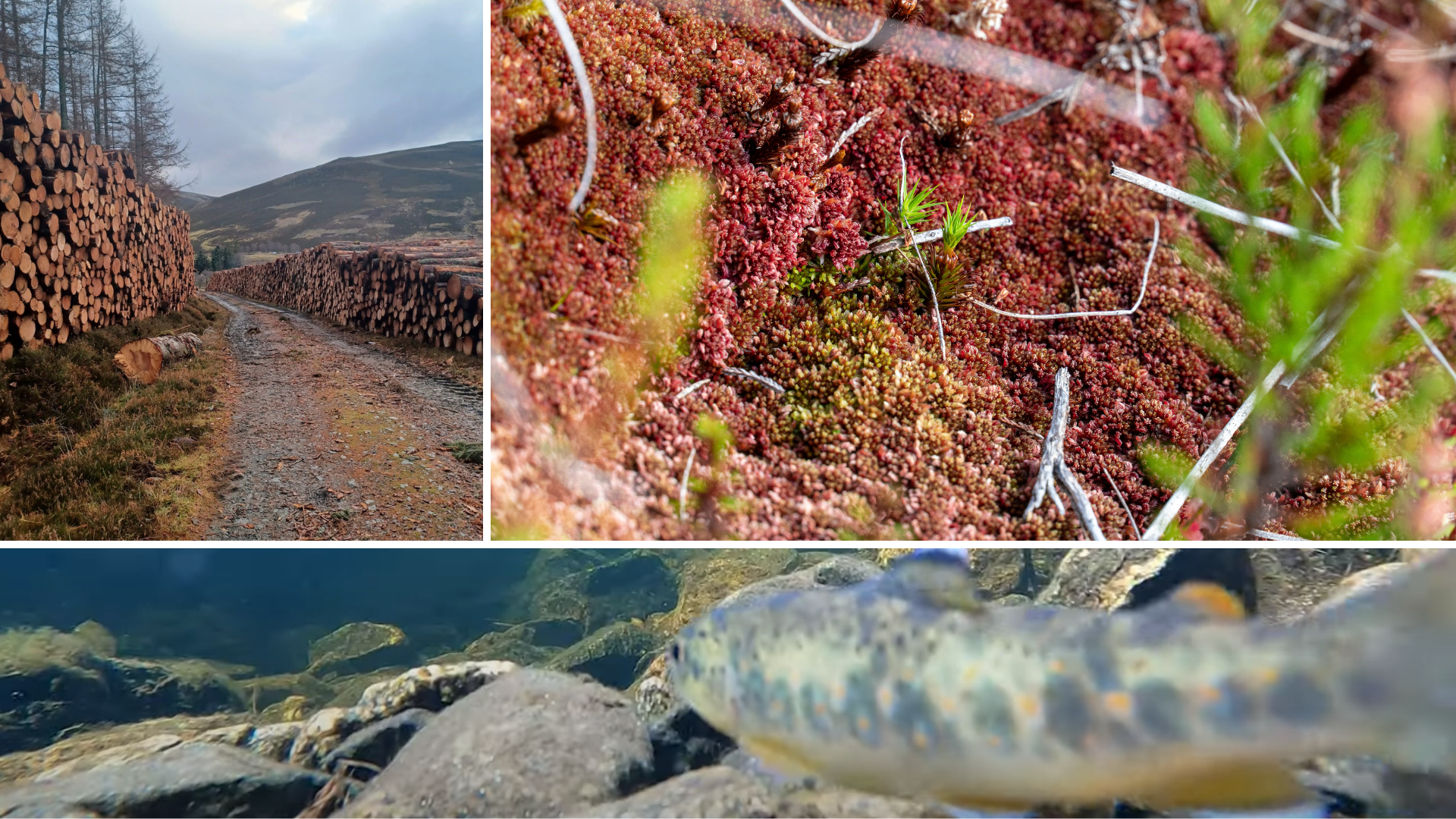 A collage of three images. Top left: logs stacked by a road. Top right: a close up of red toned plants. Bottom: an underwater shot of a fish.