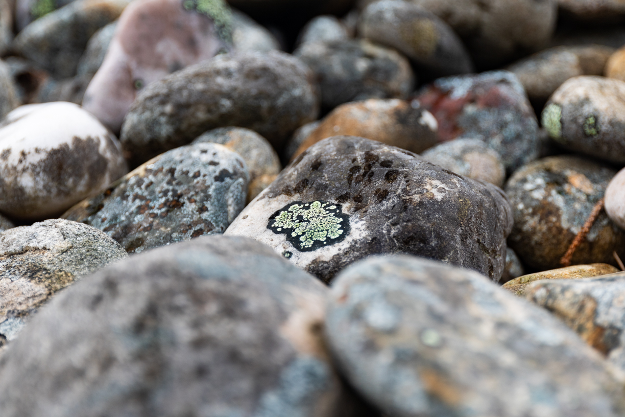 A small patch of green and white lichen sit on a small rock on a rocky beach