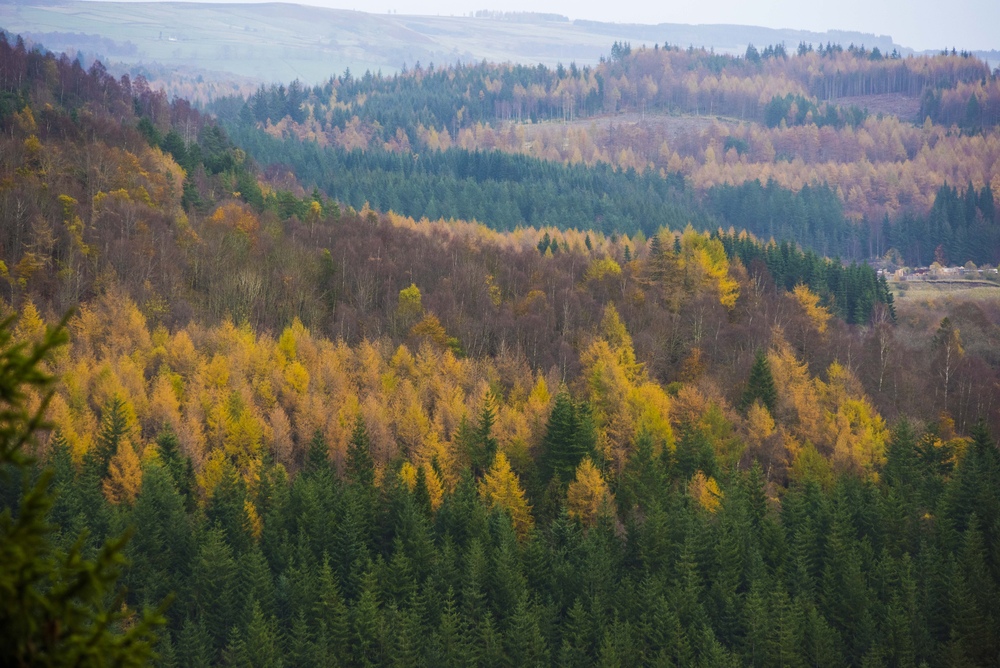 Colourful trees in a large forest seen from the air
