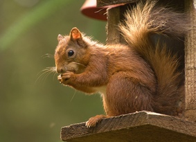 red squirrel on bird feeder