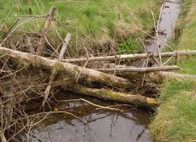 Dam made of sticks across a stream