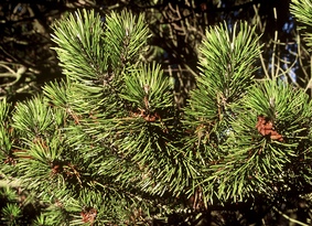 Lodgepole pine needles