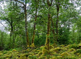 Mossy woodland