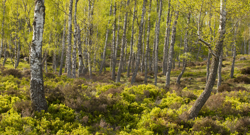 Native wood of slender birch trees with lush green undergrowth