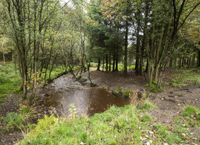 River flowing through woodland