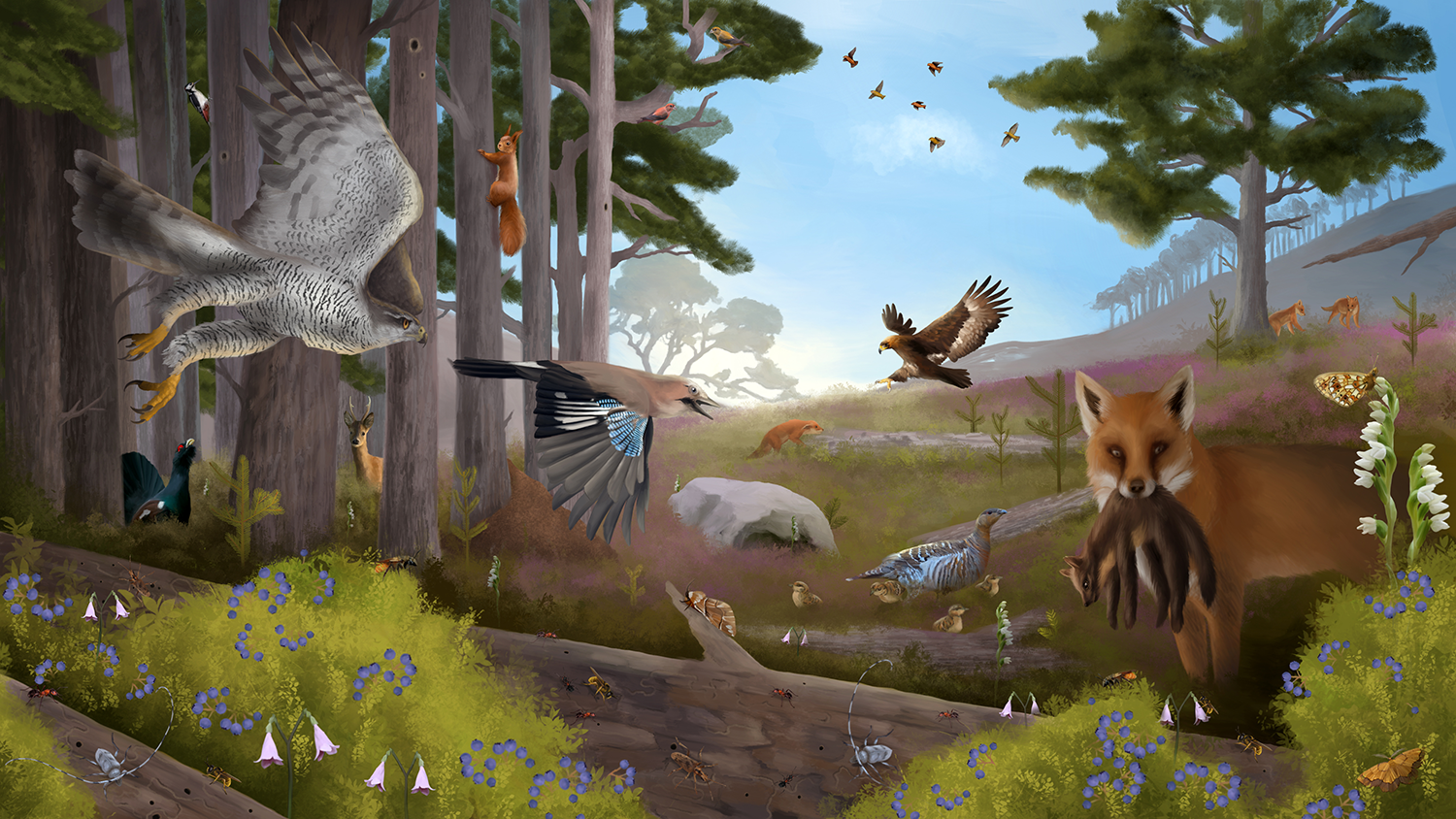 Illustration of diverse habitats and species