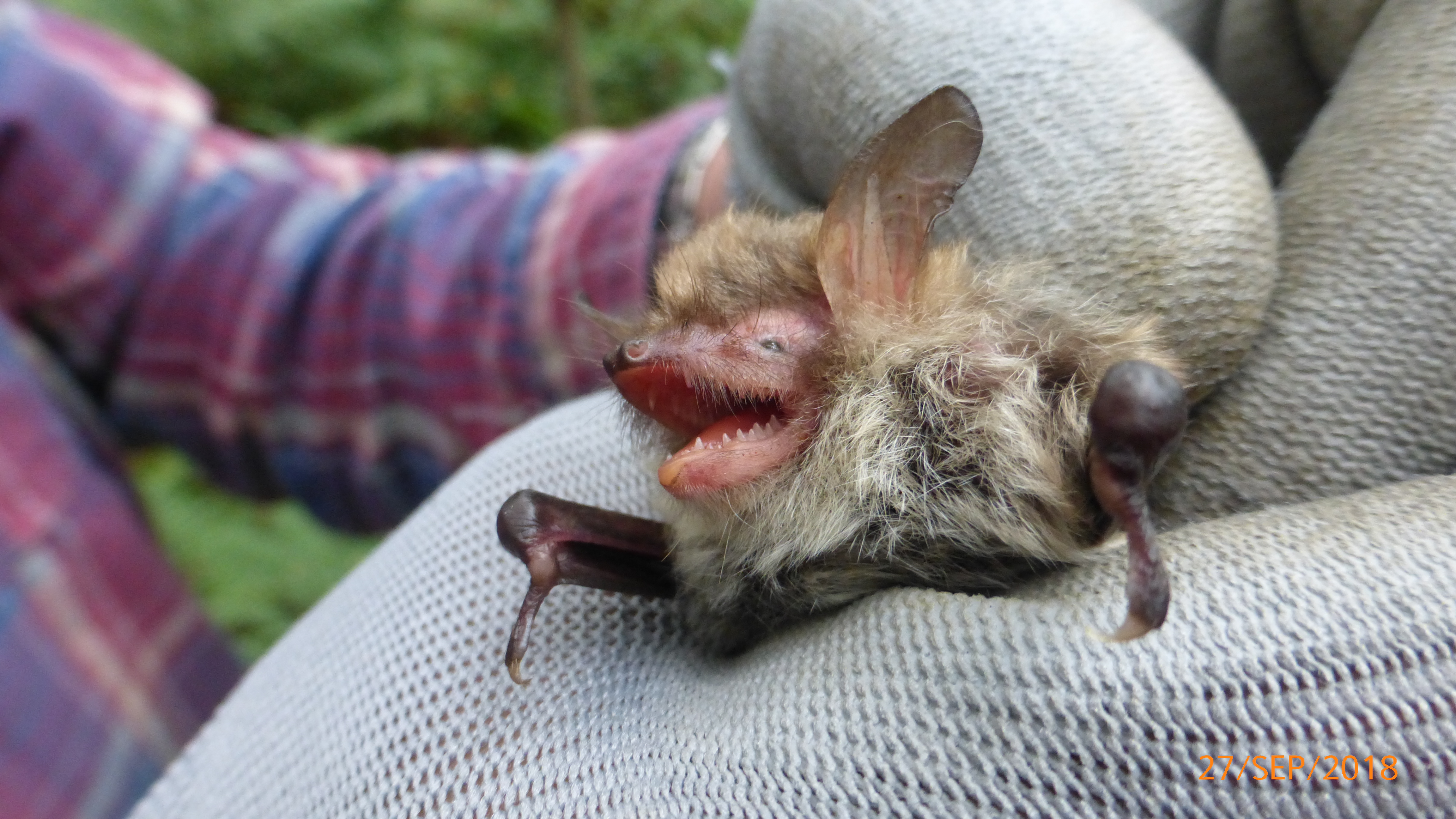 Female Natterers bat in Kilsture Wood Galloway