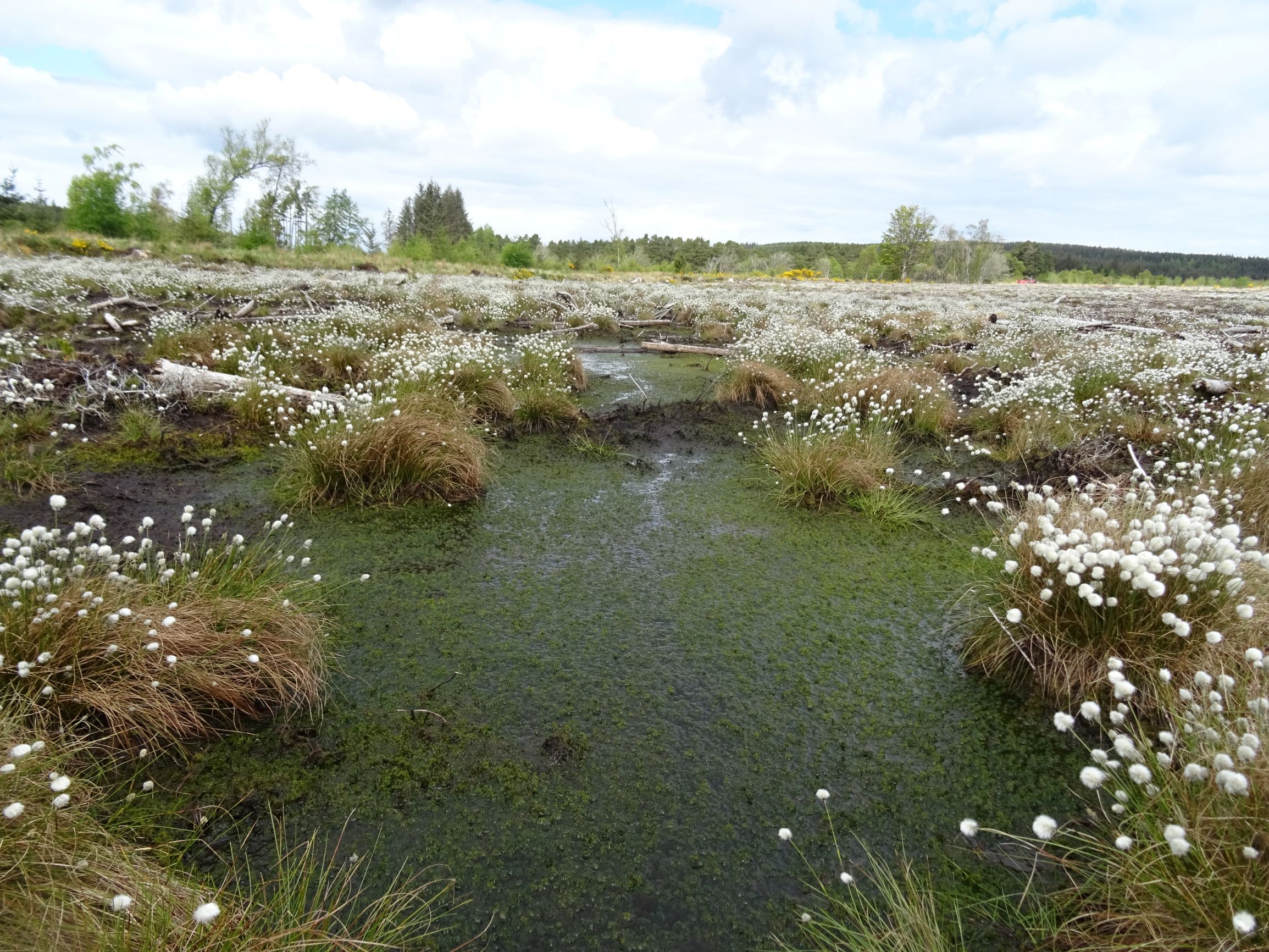 Boggy area with standing pools and tufts of wild white flowers and grasses