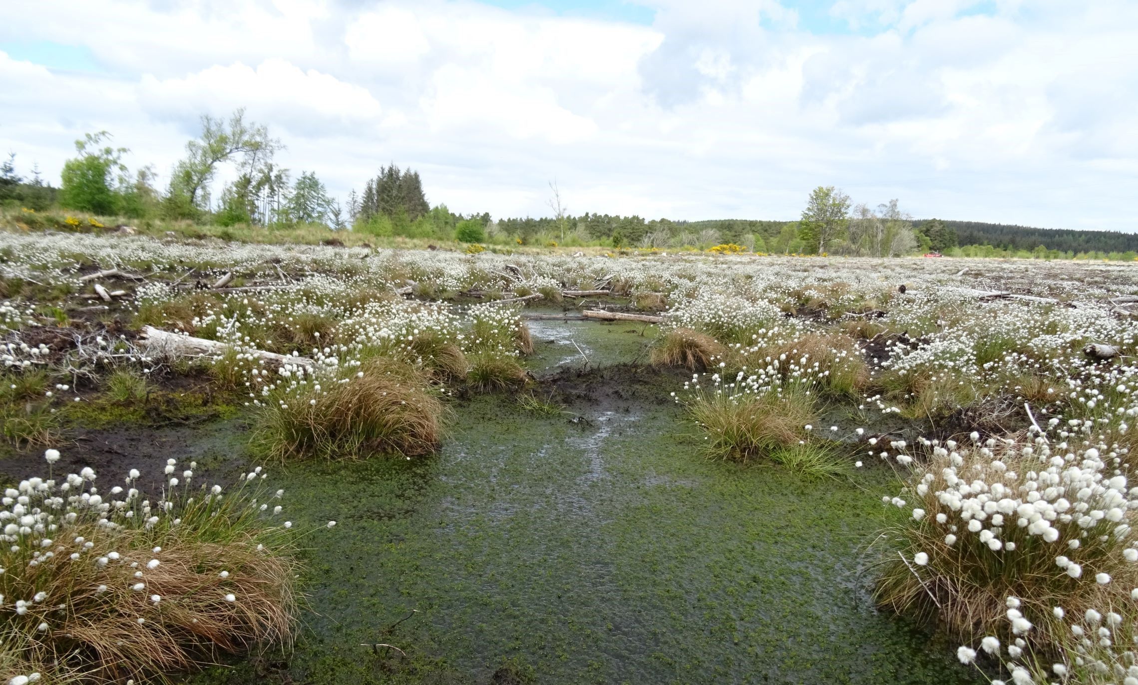 Wet bog area  with white flowers