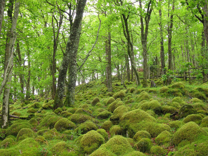 Moss covered boulders under canopy of green trees.