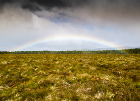 Rainbow over peat bog