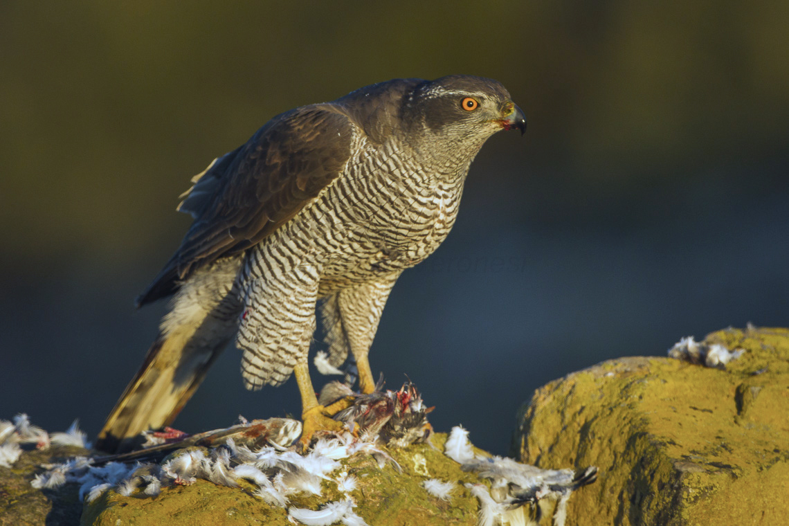 A goshawk standing on a rock surrounded by feathers from a carcass