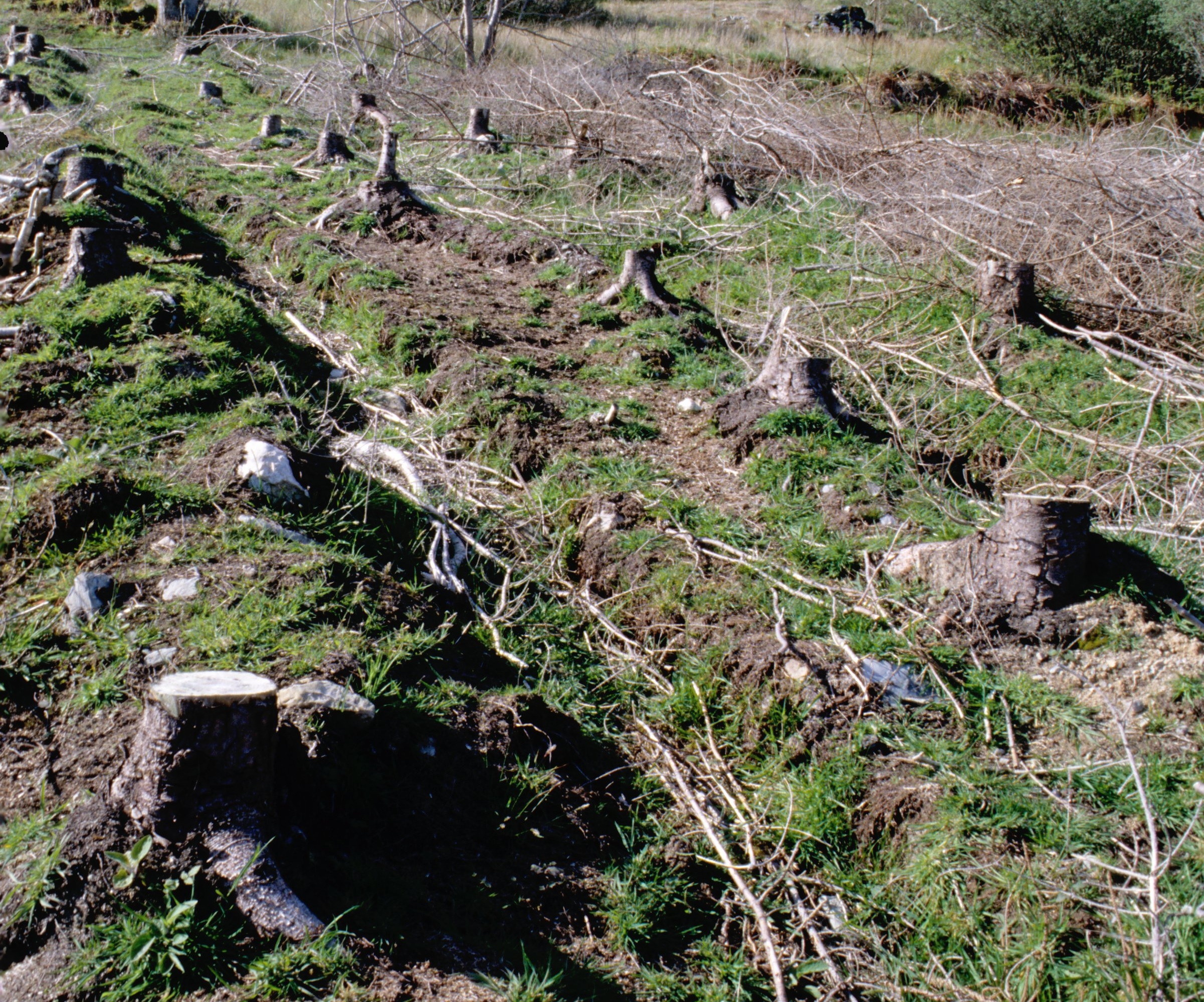Rows of stumps from felled trees