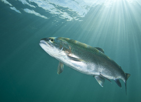 Rainbow trout swimming in sun dappled water
