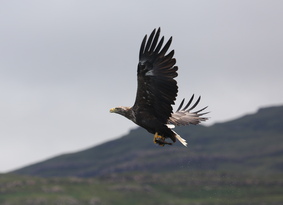 a white tailed eagle flying with a fish