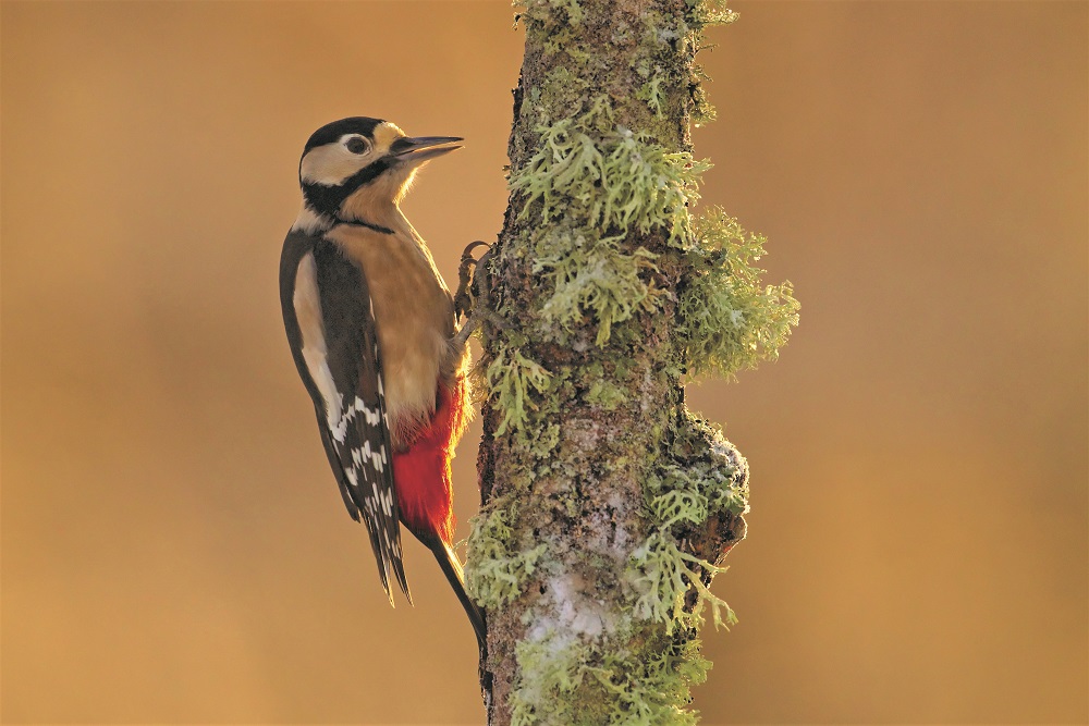 A greater spotted woodpecker on a slender tree trunk