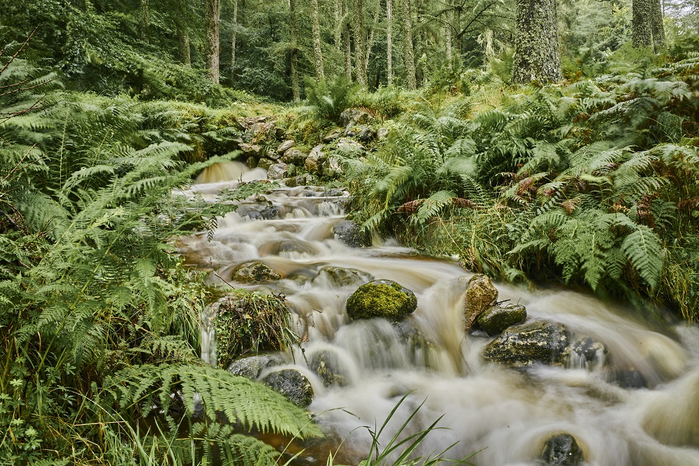 A river surrounded by ferns and trees