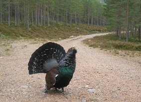 A capercaillie on a forest road
