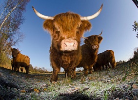 Highland cow staring at camera