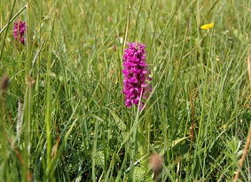 Pink flower in grassland