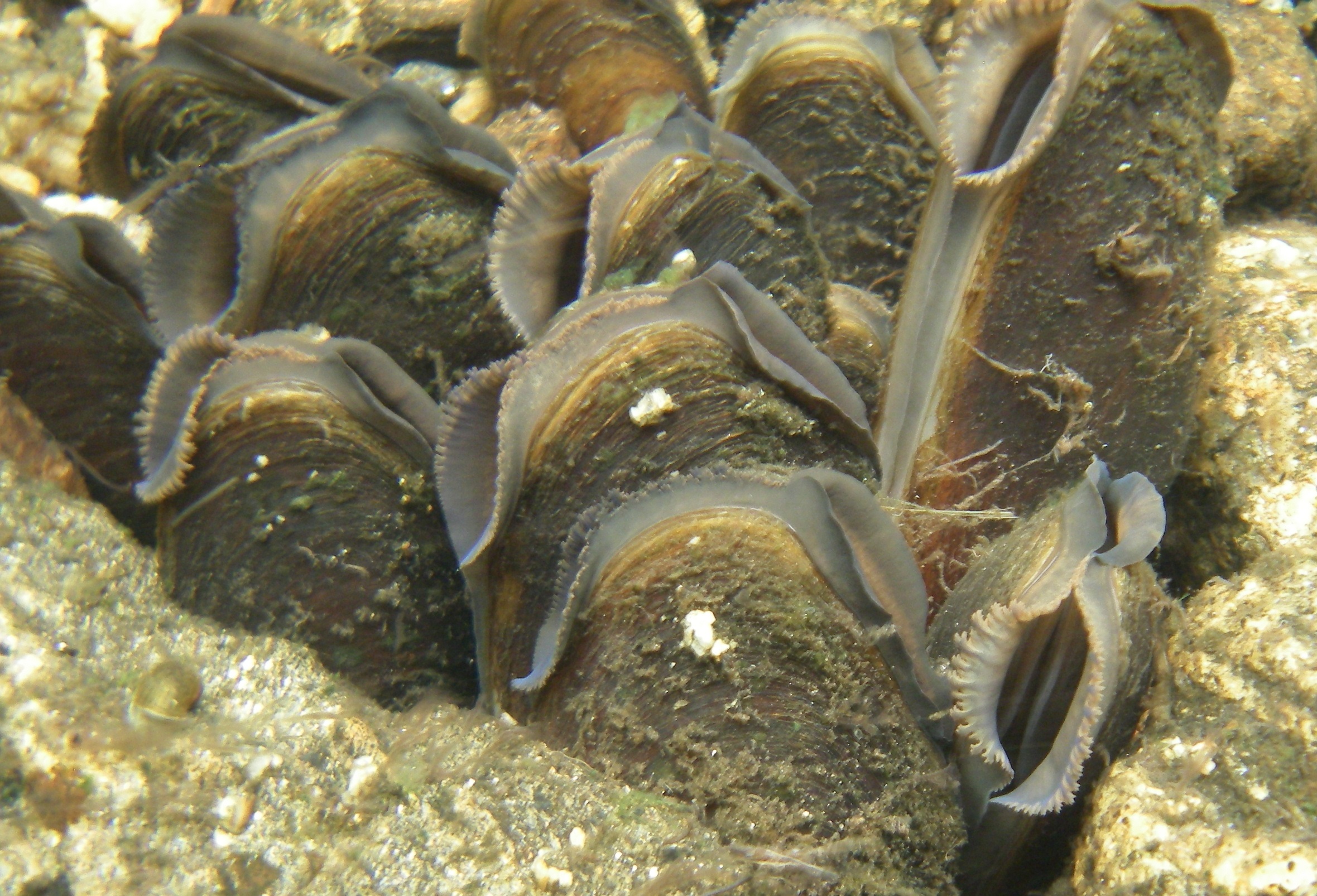A small group of freshwater pearl mussels