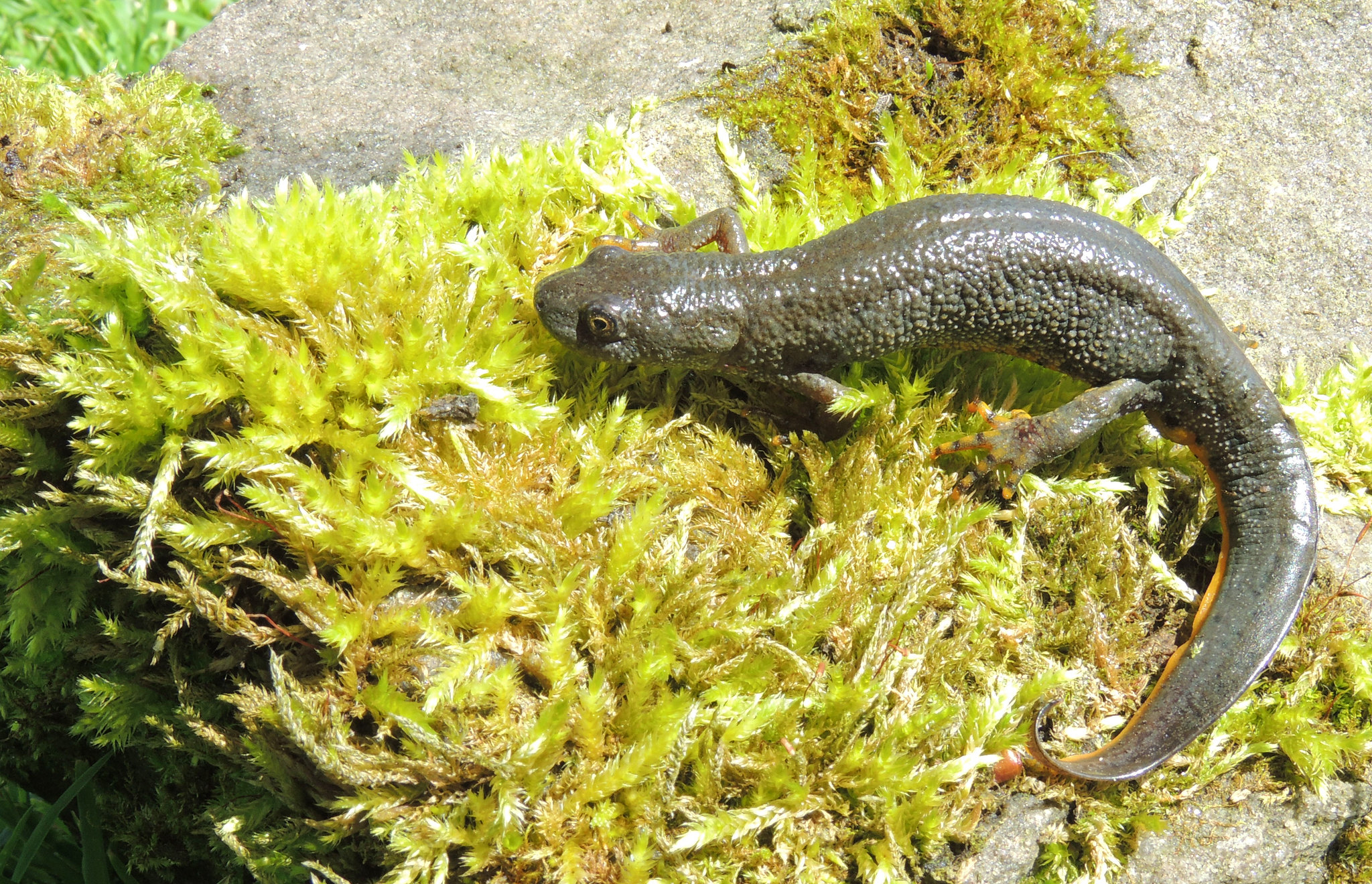 A great crested newt on a mossy-covered rock
