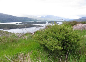 A juniper tree with lochs and hills in the background