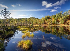 Wetlands and autumnal trees at Glen Affric