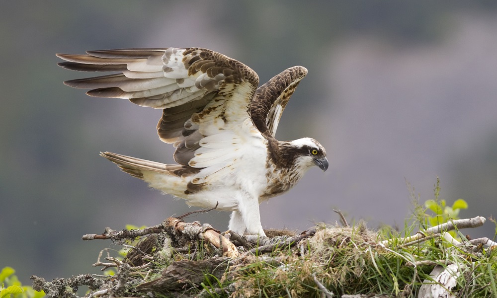 Osprey standing on a nest